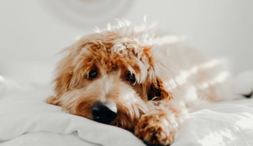 動物病院のホームページ制作会社10選！優良な依頼先の選び方も紹介